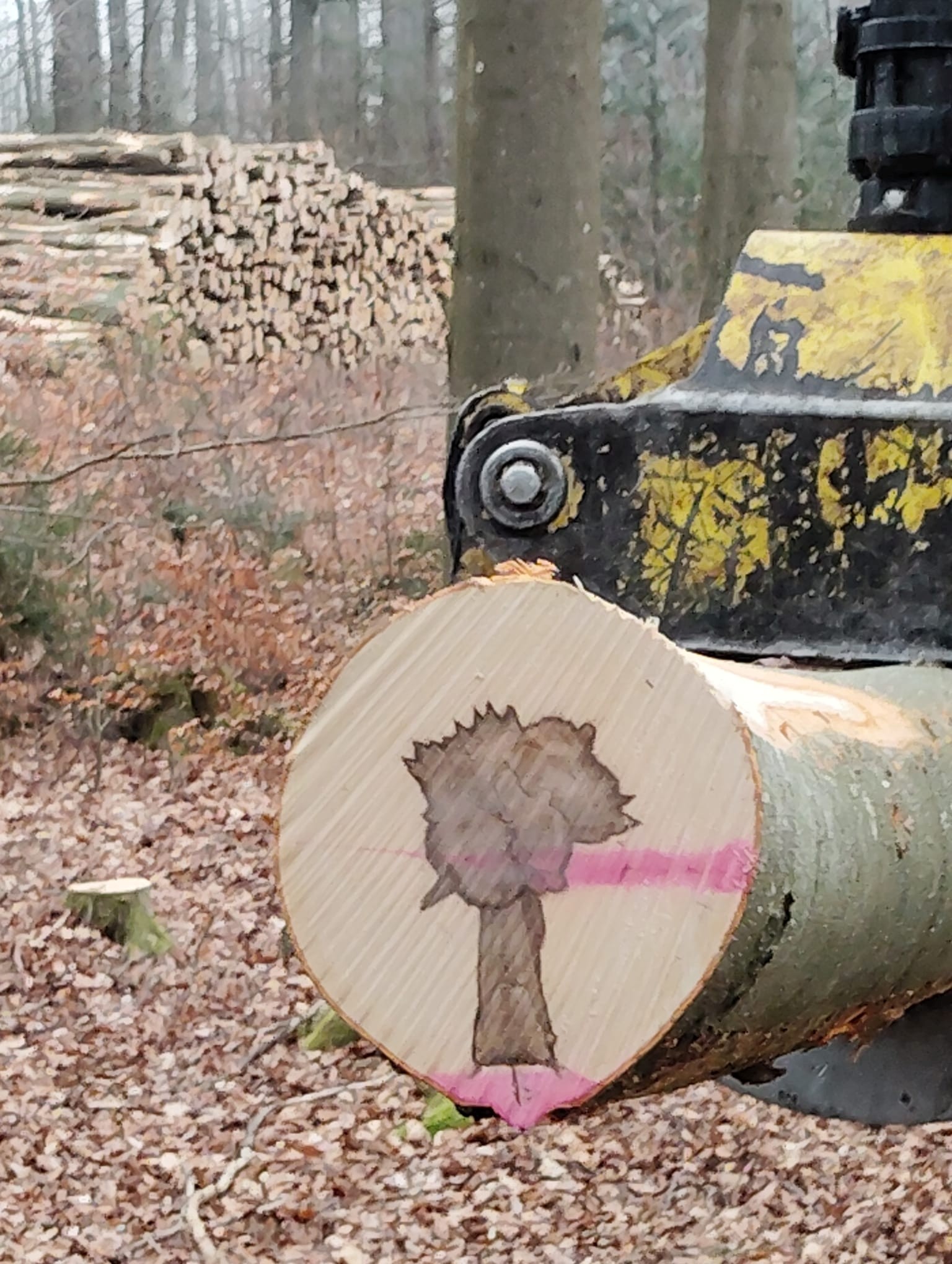 Besonderer Blick auf Stammholz