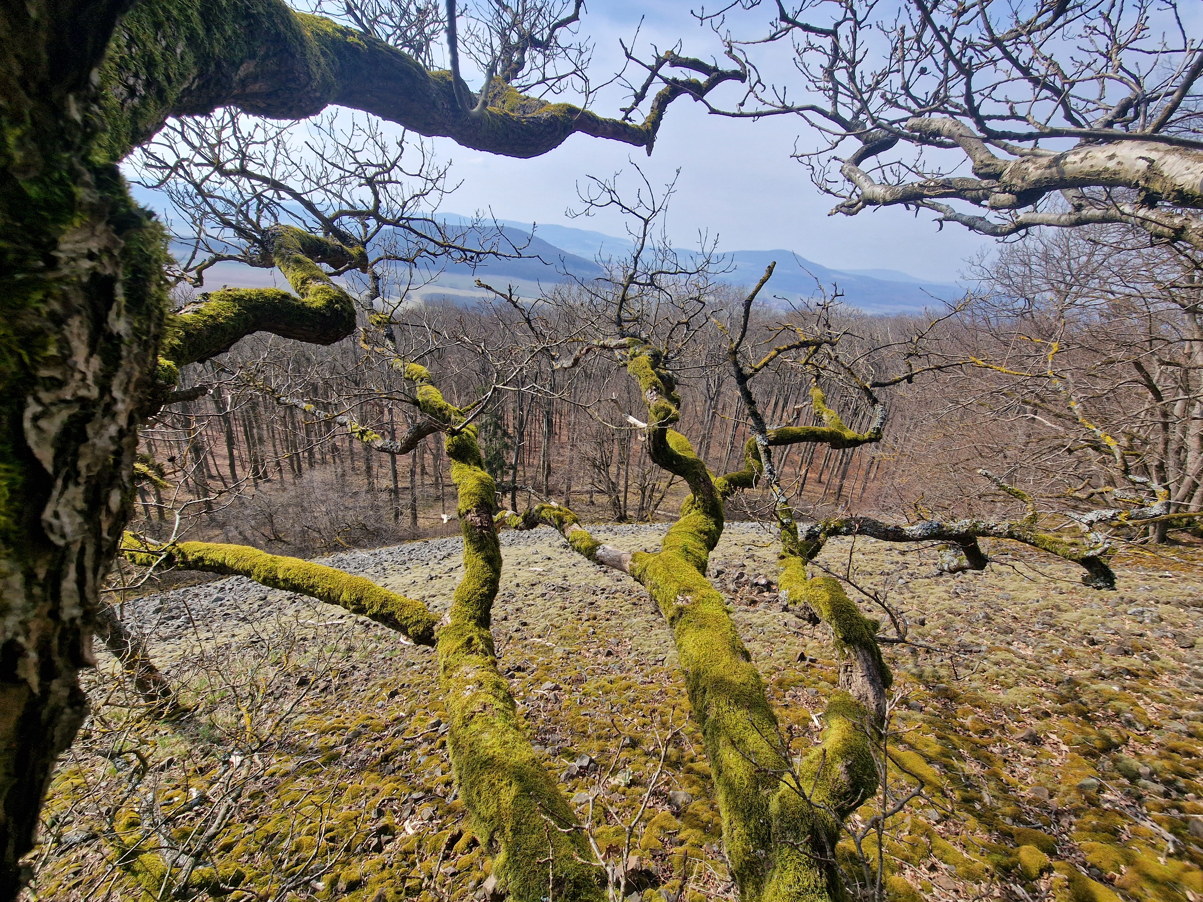 Blick in den Waldhimmel